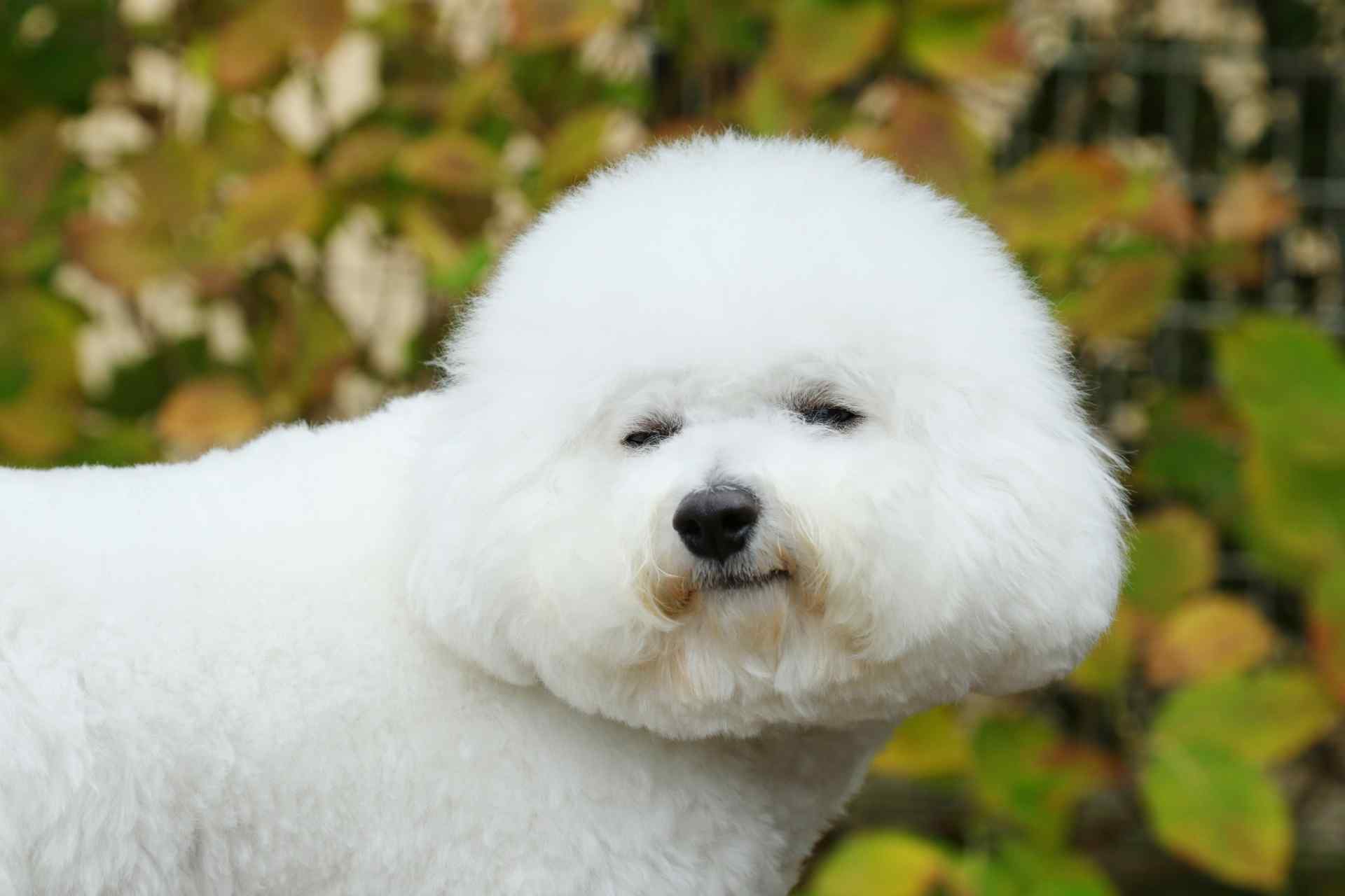 シニア犬への安全な施術 | 東京都足立区のペットサロンならアニマルハウスR